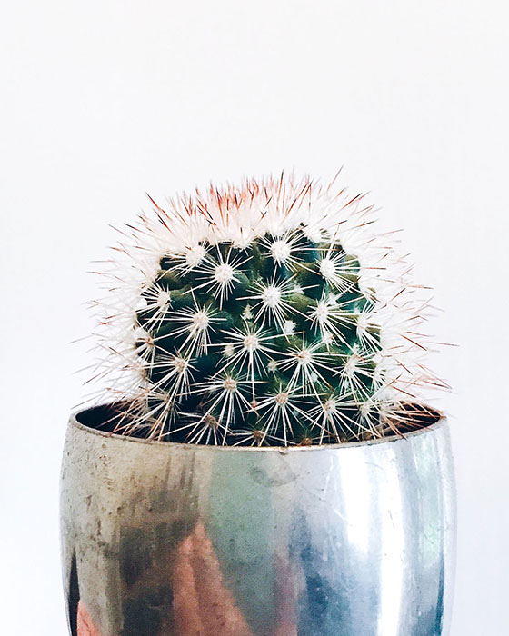 A cactus in a pot